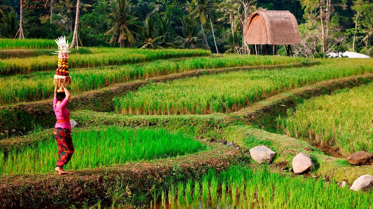曼达波的稻田