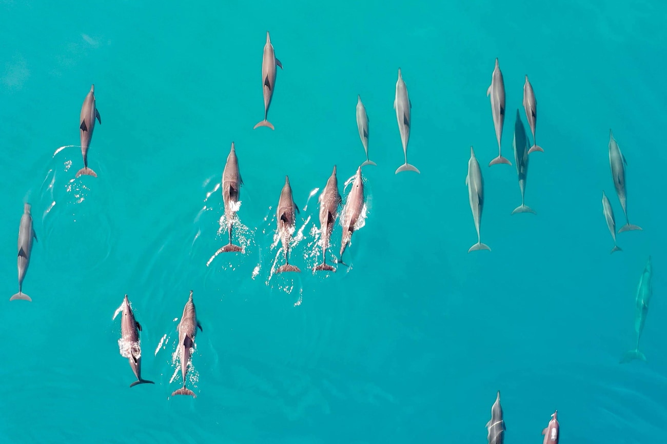 海豚观光之旅