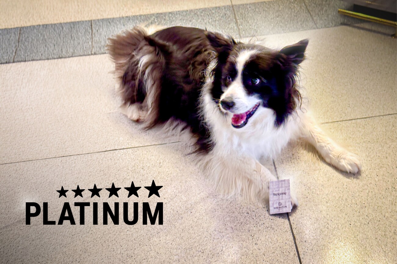 A dog is lying down on a floor with its mouth open