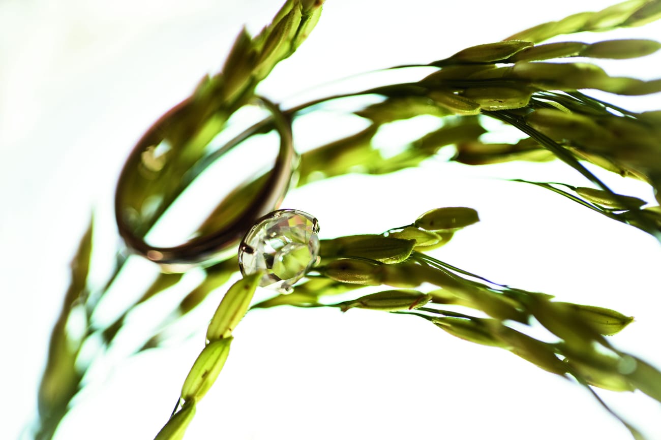 纯白色背景上，一枚宝石戒指挂在绿植上