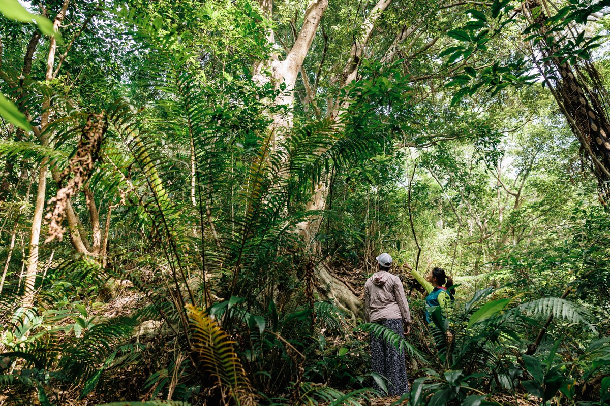 Guests trekking in Yambaru World Heritage