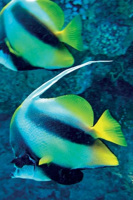 Colorful fish in the water