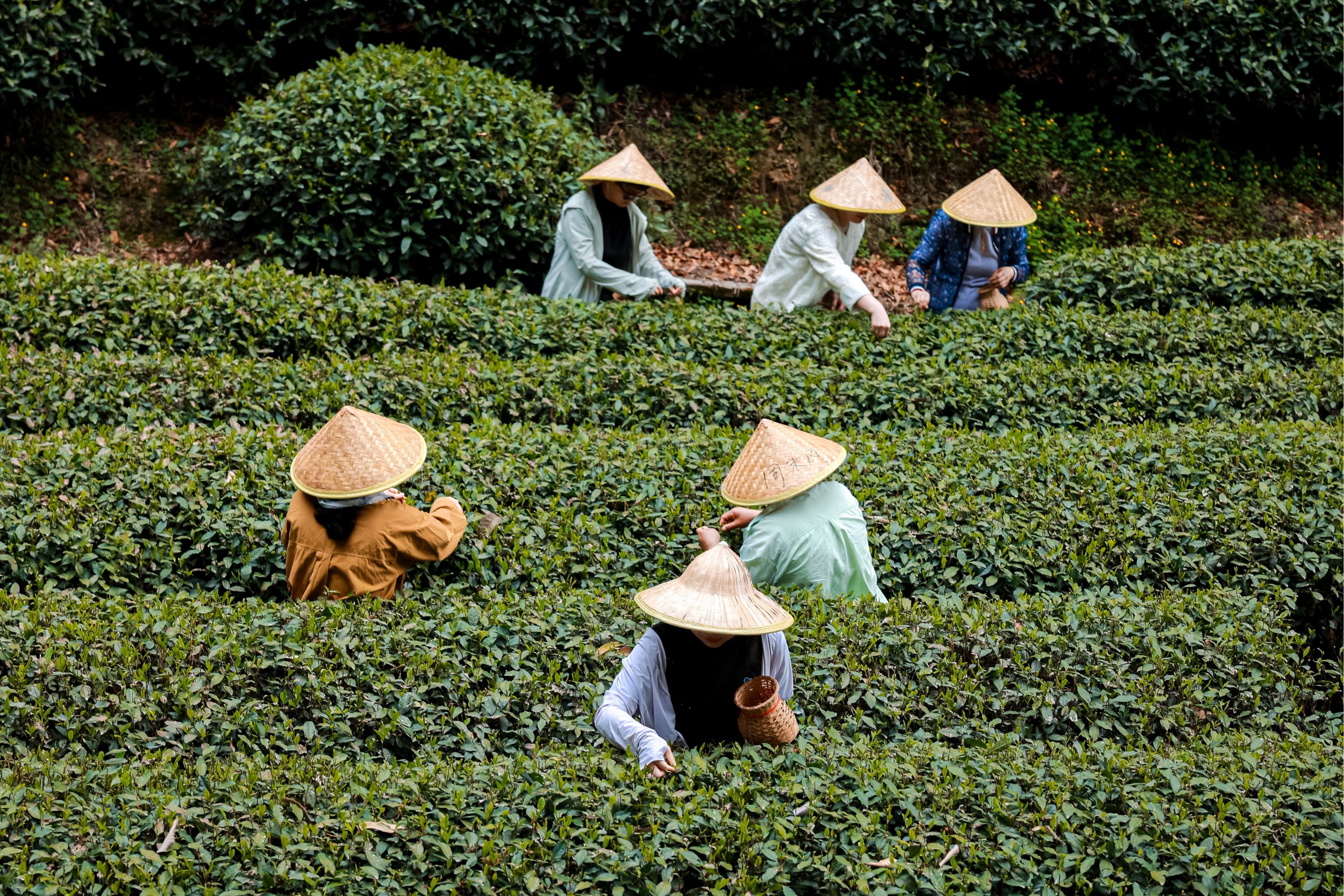 TEA
