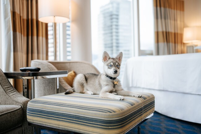 Dog resting atop ottoman in pet-friendly hotel.