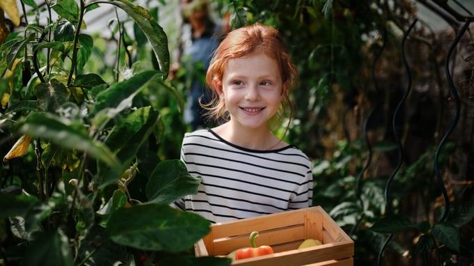 Little girl holding crate with home grown peppers in greenhouse.
